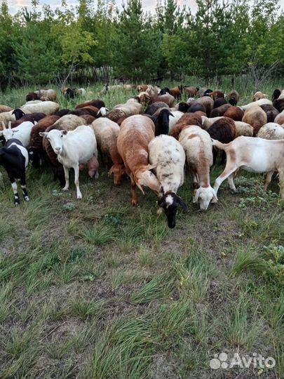 Овцы бараны