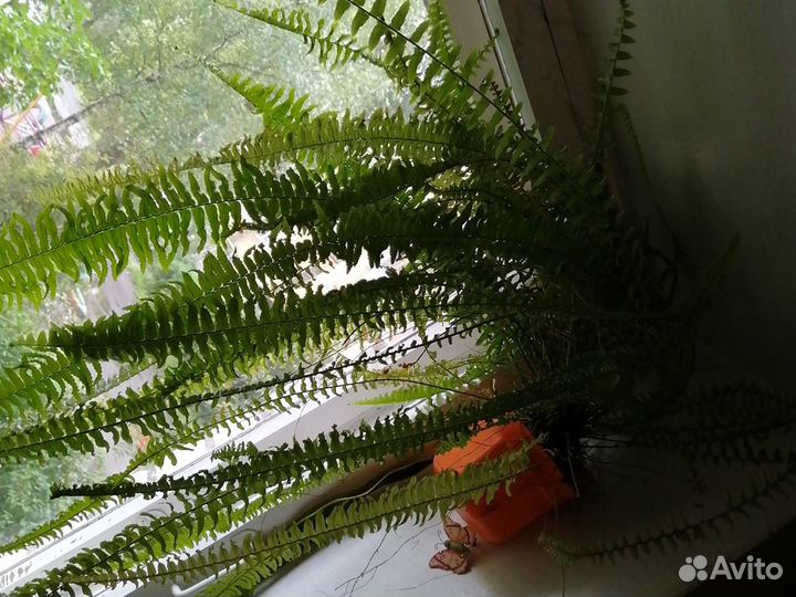 Папоротник, на фото 