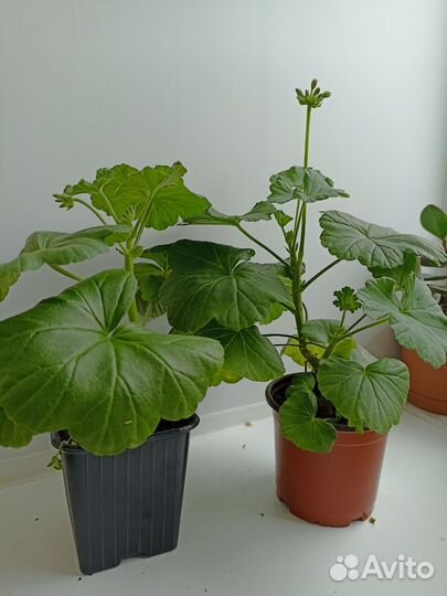 Герань розебудная