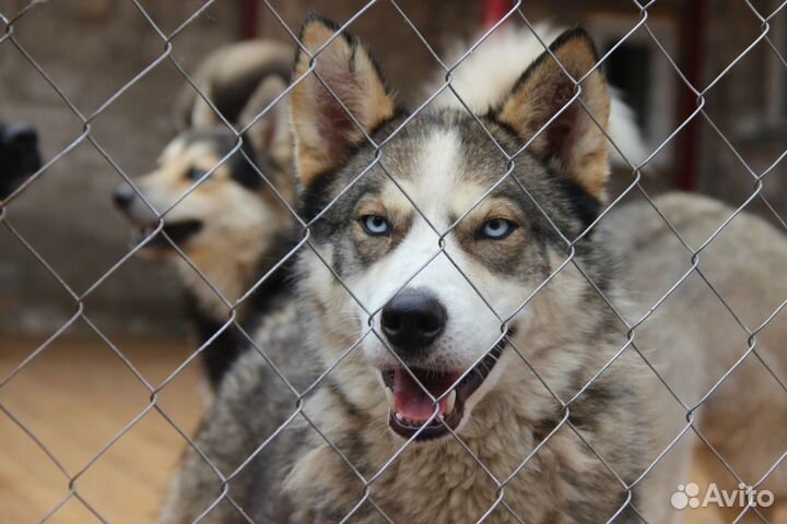 Универсальный мальчишка