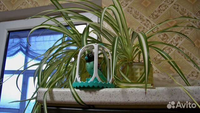 Комнатный цветок