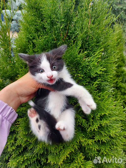 Кошка в дар