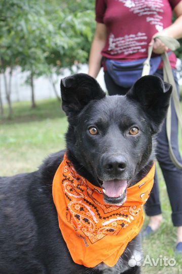 Серьезный и милый песик ждет своих родителей