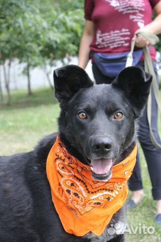 Серьезный и милый песик ждет своих родителей