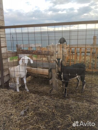 Козел ламанча