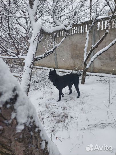 Кобель вязка кане Корсо