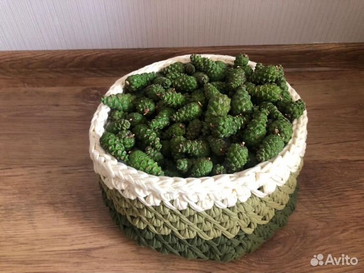 Сосновые зеленые шишки