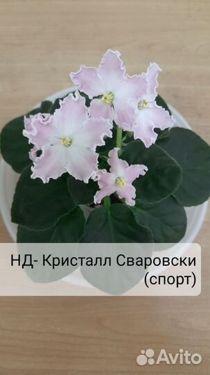 Сортовые фиалки