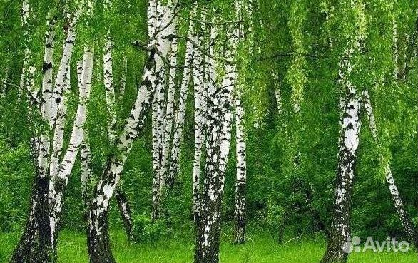 Береза