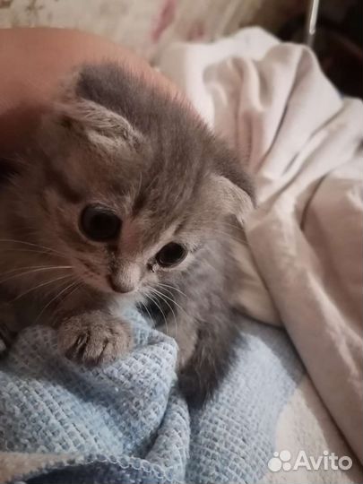 Котятки. 2 месяца