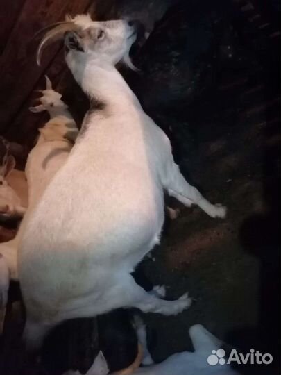 Козы и козел