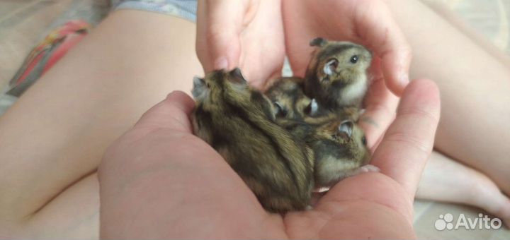 Джунгарский хомяк