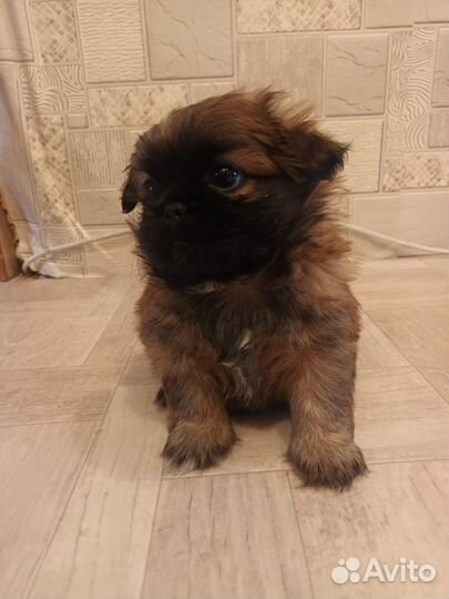 Щенки пекинеса