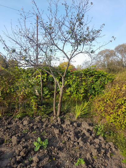 Участок 6 сот. (СНТ, ДНП)