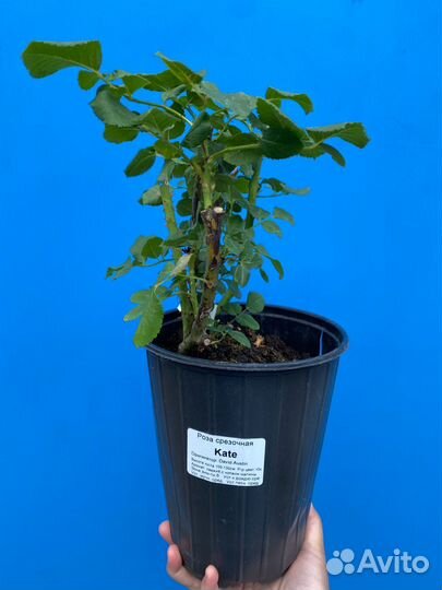 Почвопокровные розы