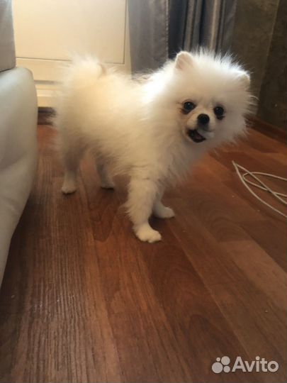 Померанский шпиц