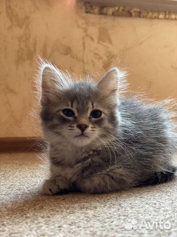 Очаровашка 2,5 месяца котенок-девочка