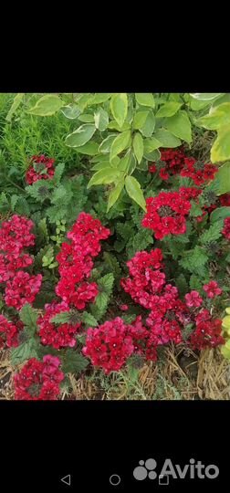 Вегетативная ампельная вербена