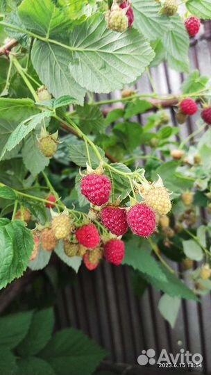 Саженцы ежевики и малины летней и ремонтантной