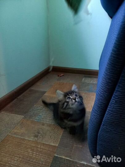 Домашние животные бесплатно кошки