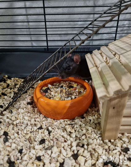 Крысята дамбо с клеткой + корм и наполнитель