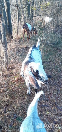 Нубийский козел