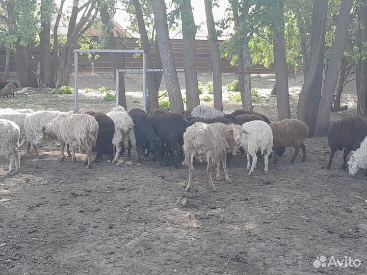 Бараны на курбан байрам живым весом