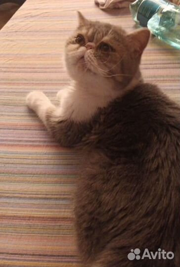 Котята экзоты