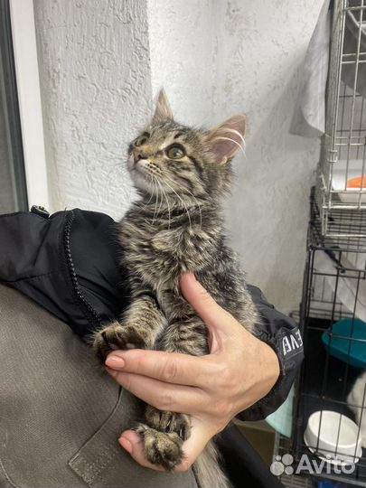 Котенок девочка в добрые руки