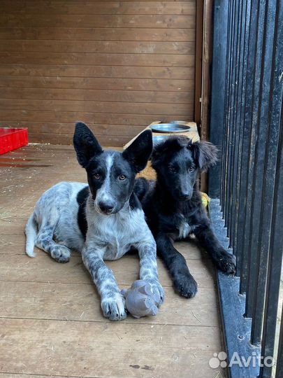 Щенок помесь курцхаара