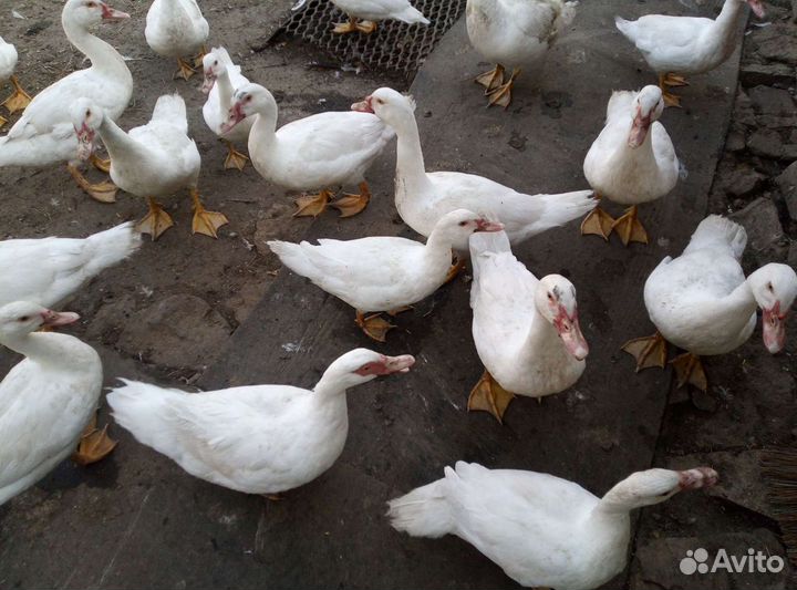 Индоутки белые