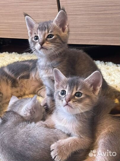Котята чаузи