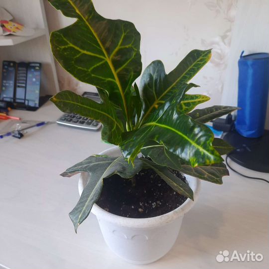 Кодиеум кротон