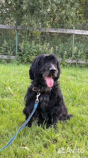 В добрые руки