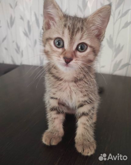 Котёнок 1,5 месяца девочка