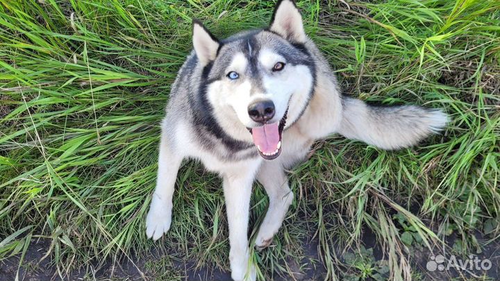 Сибирский хаски