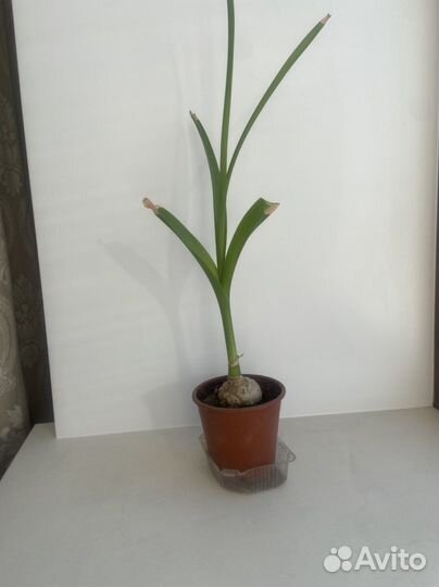 Индийский лук лечебный