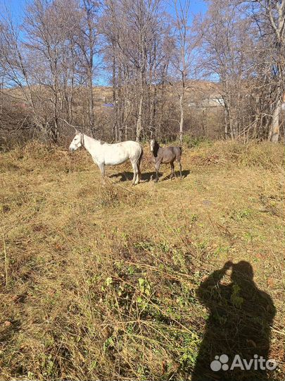 Лошадь с жеребенком