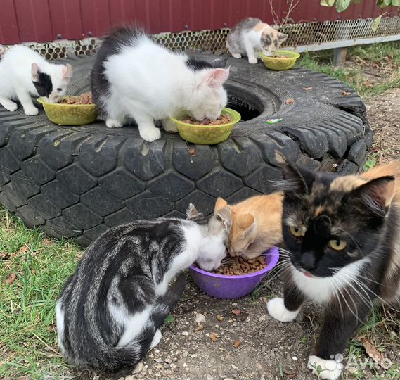 Котята в добрые руки