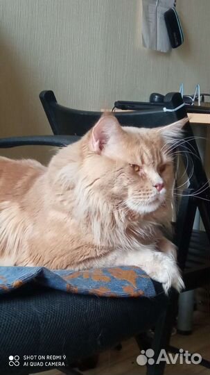 Мейн-кун вязка