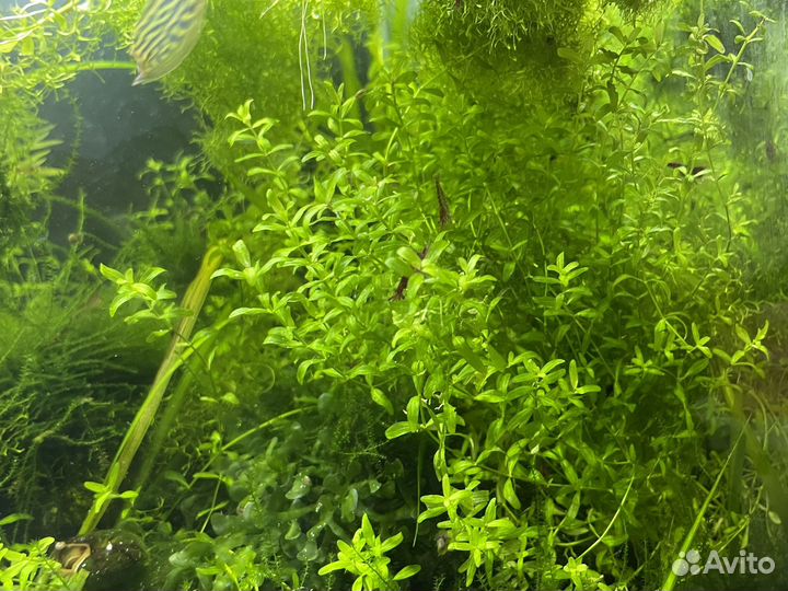 Растения для аквариума