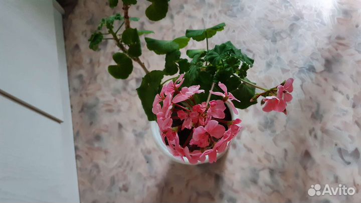 Сортовая пеларгония