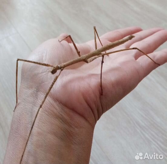 Аннамский палочник