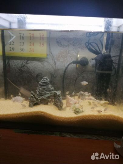 Аквариумные рыбки