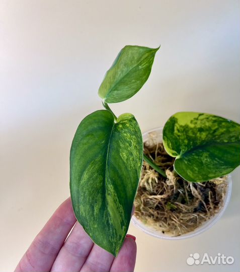 Сциндапсус жаде сатин вариегатный (jade satin var)