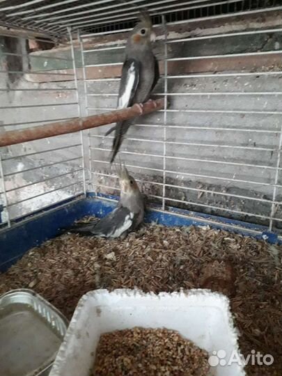 Корелы,и волнушки,птенцы