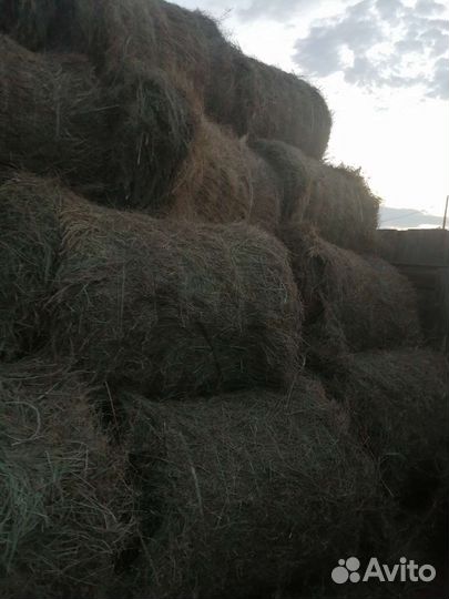 Продам сено в рулонах