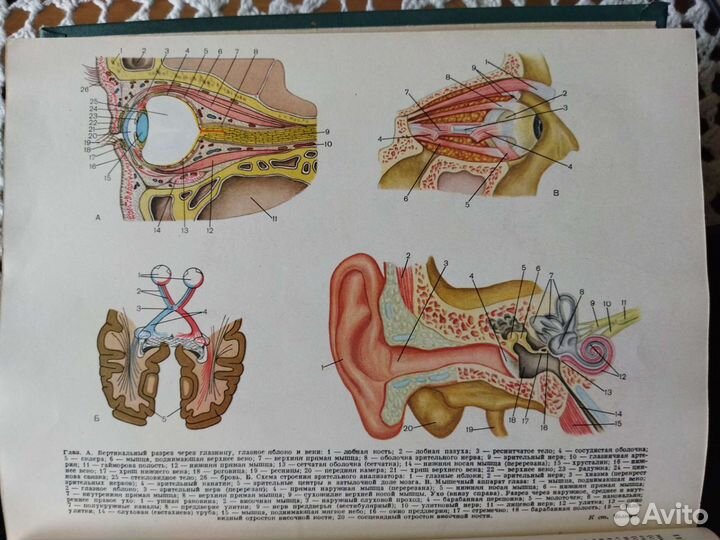 Популярная медицинская энциклопедия