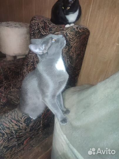 Пожалейте мальчика Кузеньку, возьмите домой