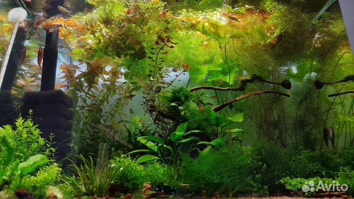 Аквариумные растения и карликовые лягушки